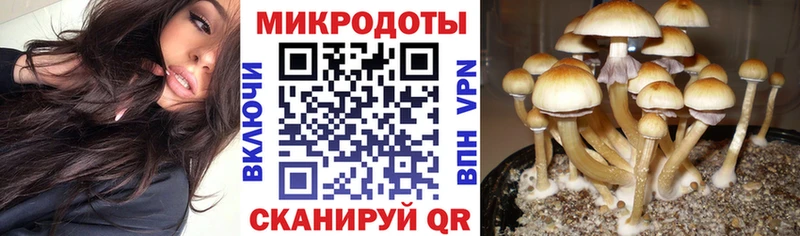 Галлюциногенные грибы Psilocybe  цены наркотик  Сертолово 